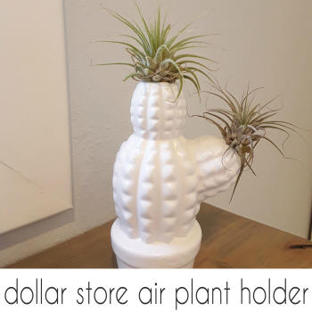air plant holder