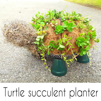 how to make a turtle succulent planter